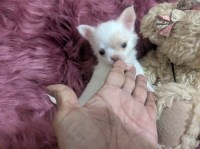 Priscilla LC Apple Head Chihuahua Female  Videos Chihuahua for sale/adoption
