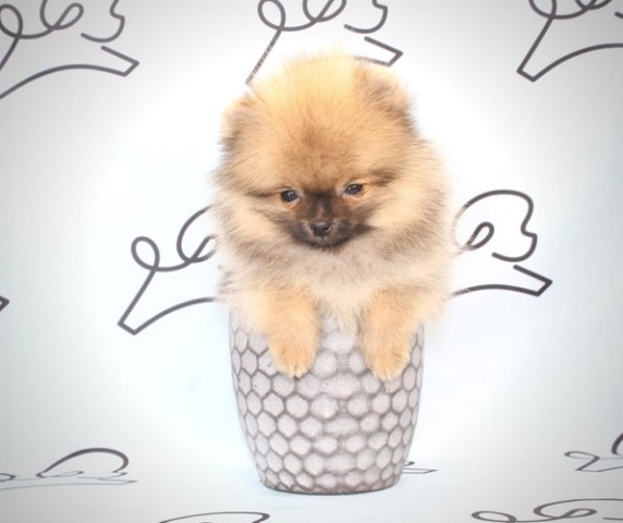 Pomeranian puppy for sale + 61339