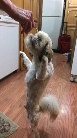 Shih Tzu puppy for sale + 48460