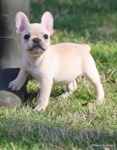 AKC Healthy French Bulldog Puppies