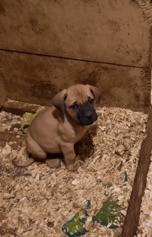 Mastiff puppy for sale + 62517