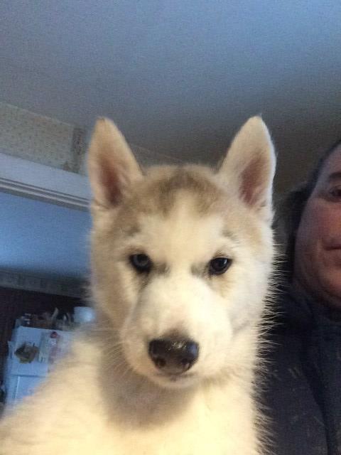 "Ted" AKC Siberian Husky Puppy