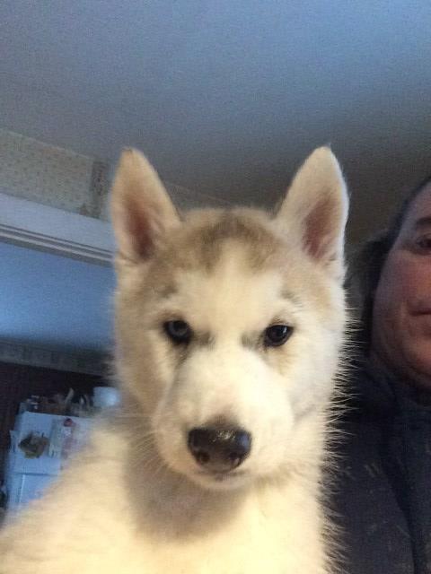 Siberian Husky Puppy Dog For Sale In Westfield Vermont
