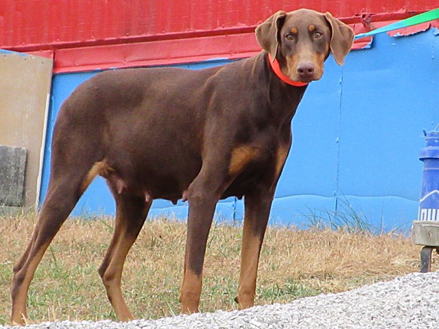 RED/RUST ADULT DOBERMAN PINSCHER SEEKS REHOMING...