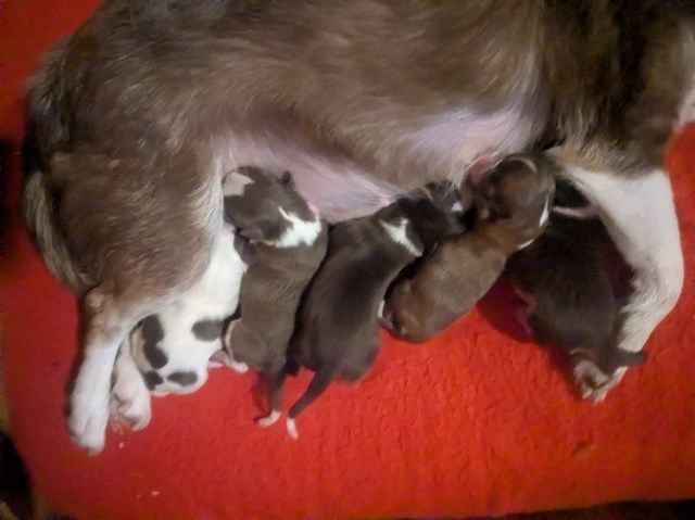 Chihuahua puppy for sale + 67152