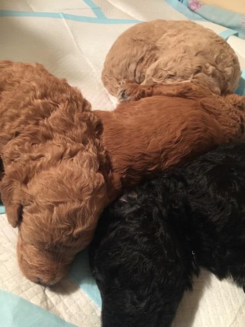 Poodle Standard puppy for sale + 48976