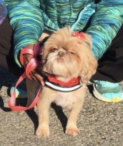 Looking to “rehome our Shih Tzu”