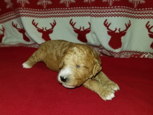 Labradoodle puppy for sale + 61219