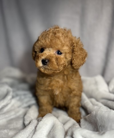 Poodle Toy puppy for sale + 66896