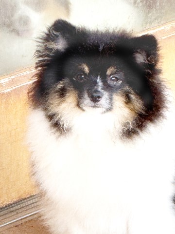CKC Pomeranian PATCHES