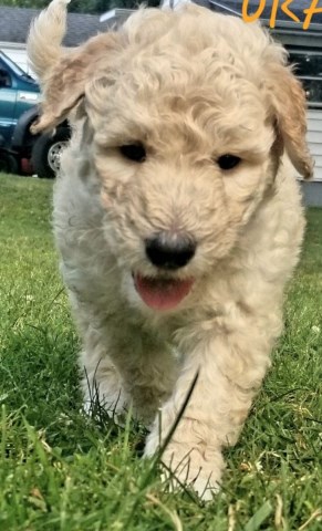 Goldendoodle puppy for sale + 58386