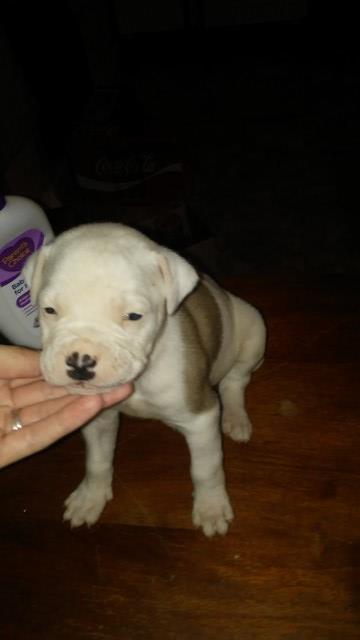 NKC American Bulldog puppies