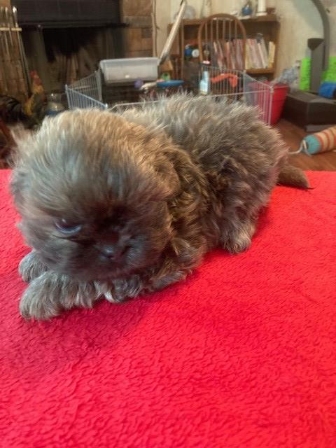 Shih Tzu Males puppies for sale