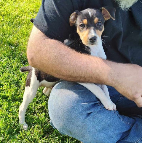 Rat Terrier Puppies in Brownsville Oregon