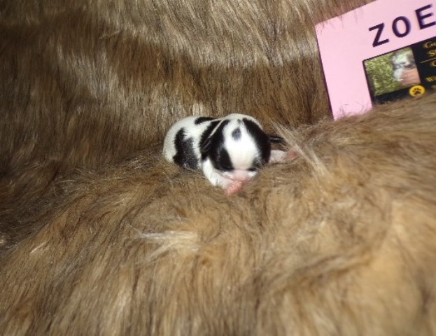 Shih Tzu puppy for sale + 66718