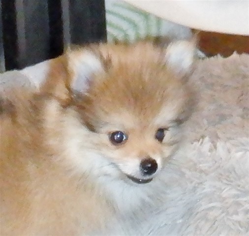 Pomeranian puppy for sale + 62296