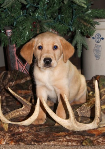 Labrador Retriever puppy for sale + 62866