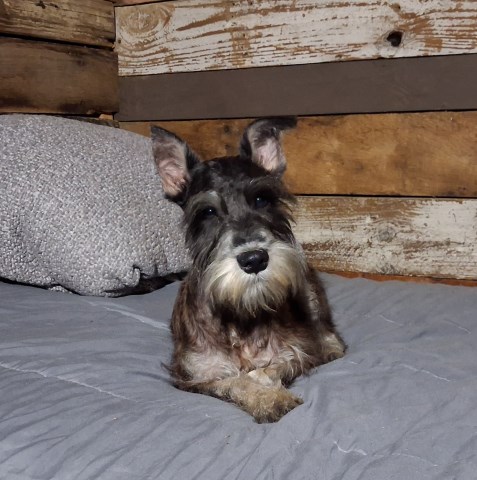 Miniature Schnauzer puppy for sale + 67275