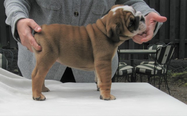 English Bulldog puppy for sale + 64758