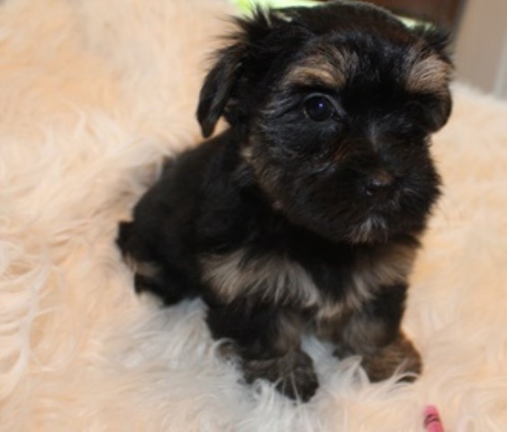 Havanese puppy for sale + 63338