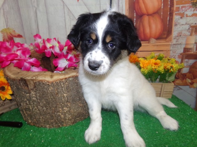 Border Collie puppy for sale + 65307