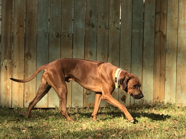 Rhodesian Ridgeback Puppies