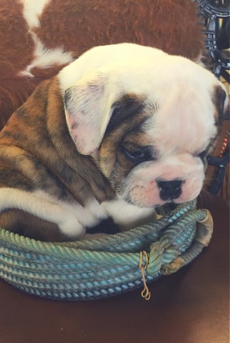 English Bulldog puppy for sale + 48918