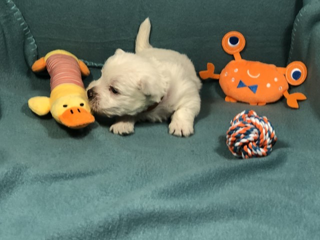 West Highland White Terrier puppy for sale + 63689
