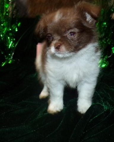 Female LC Full AKC Chihuahua