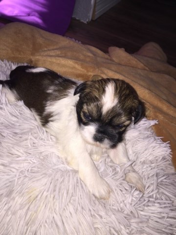 Shih Tzu puppys