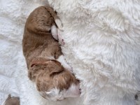 Mini F1b Bernedoodle  - Meet Max - Ready 12/25/2025! Bernese Mountain Dog for sale/adoption