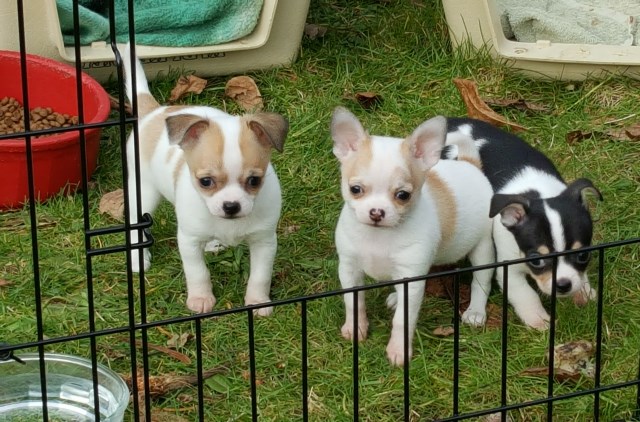 Chihuahua puppy dog for sale in Waldport, Oregon