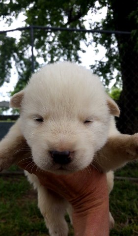 Alaskan malamute puppies