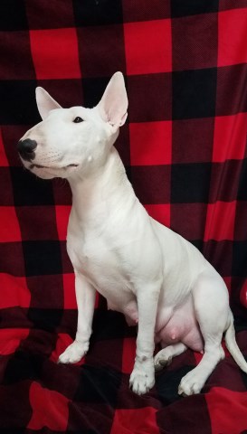 Bull Terrier puppy for sale + 53496