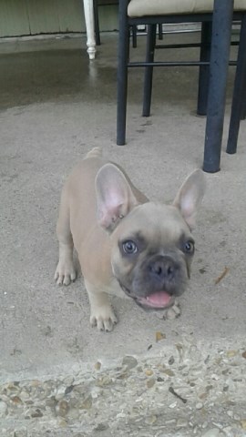 Blue Fawn French Bulldog male puppy from AKC registered parents