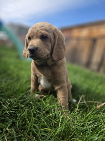 Labradoodle puppy for sale + 66825