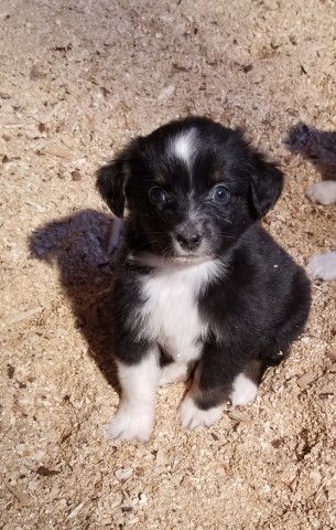 Miniature Australian Shepherd puppy for sale + 62535