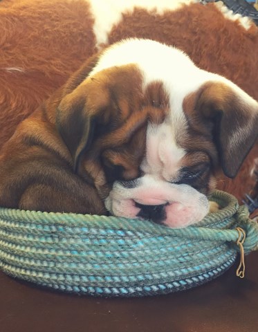 AKC English Bulldog Puppies