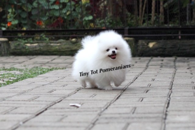 Pomeranian Puppies!!! WHITE from imported parents