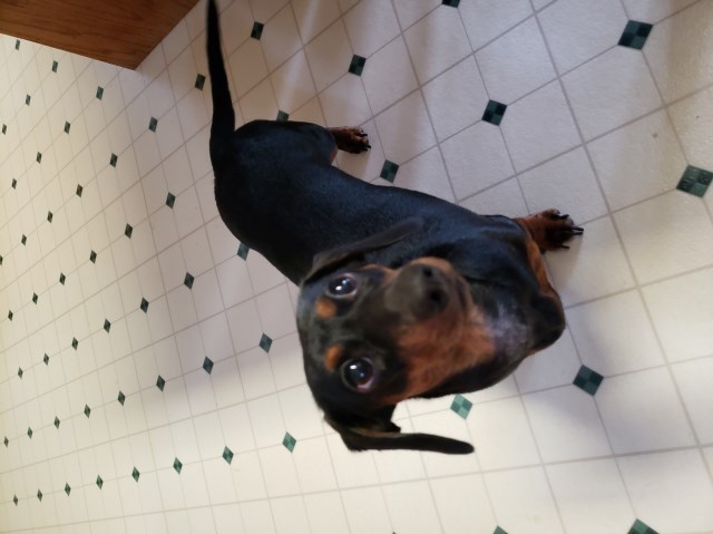 Dachshund puppy for sale + 59377