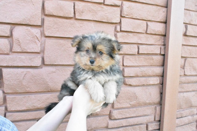 Yorkshire Terrier puppy for sale + 65874