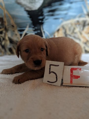 Golden Retriever puppy for sale + 53737