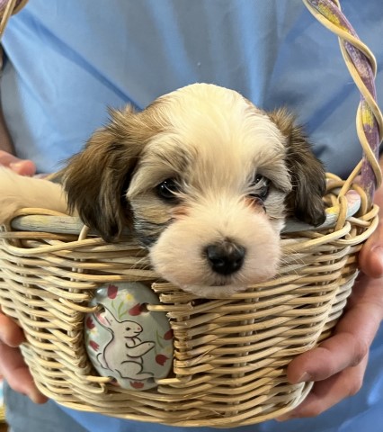 Havanese puppy for sale + 64728