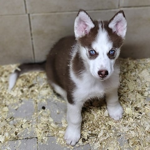 Siberian Husky puppy for sale + 67171