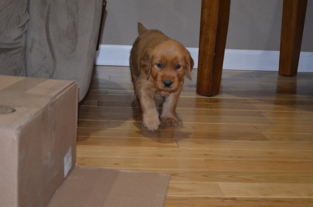 Golden Retriever Puppy Dog For Sale In Murphy North Carolina