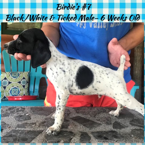 German Shorthaired Pointer Puppies