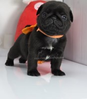 Orange Bow - Black Female Pug Puppy - Ready Feb 21st Pug for sale/adoption