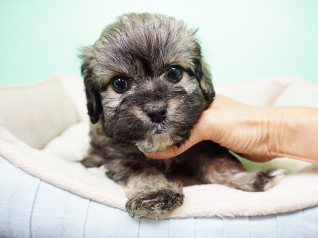 Shipoo Puppy – Male- Boba ($1,299)