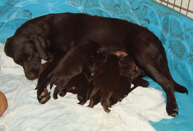 Labrador Retriever puppy for sale + 49053