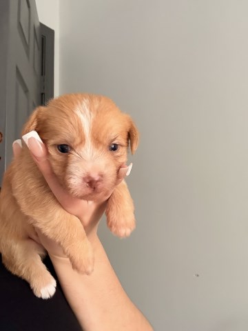 Shih Tzu/Bichon Terrier puppies available